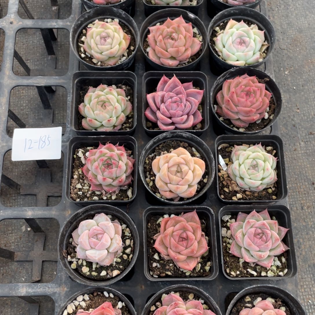 一物一拍18颗12-185