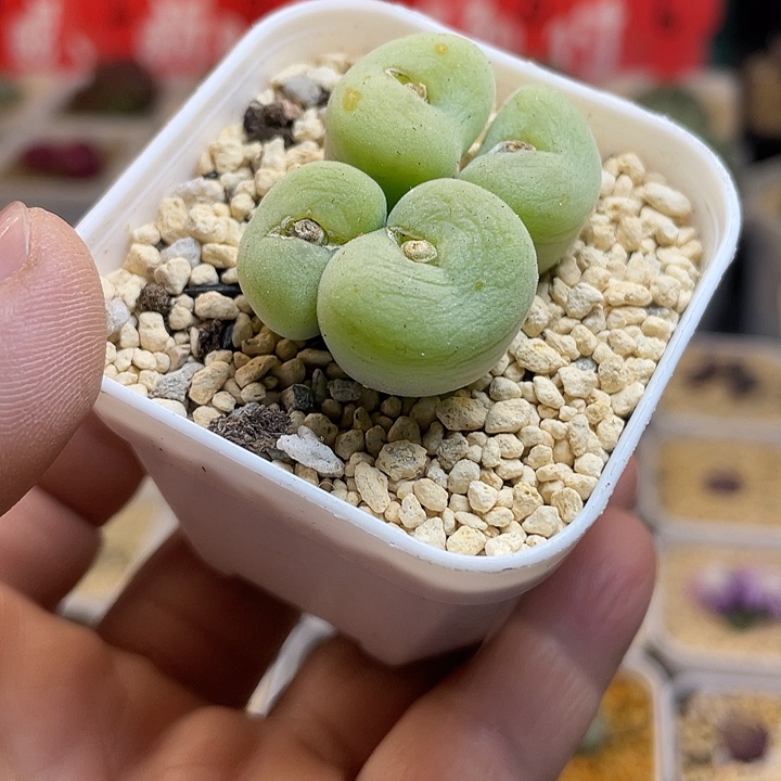 佳人园艺多肉生石花孔卡福610