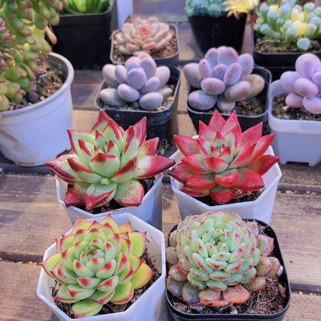 红乌木➕月亮石➕罗卡➕白胖子