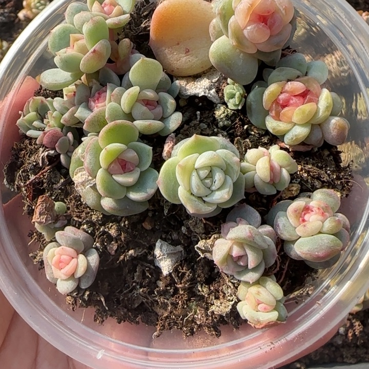 38绝绝子多肉一盆