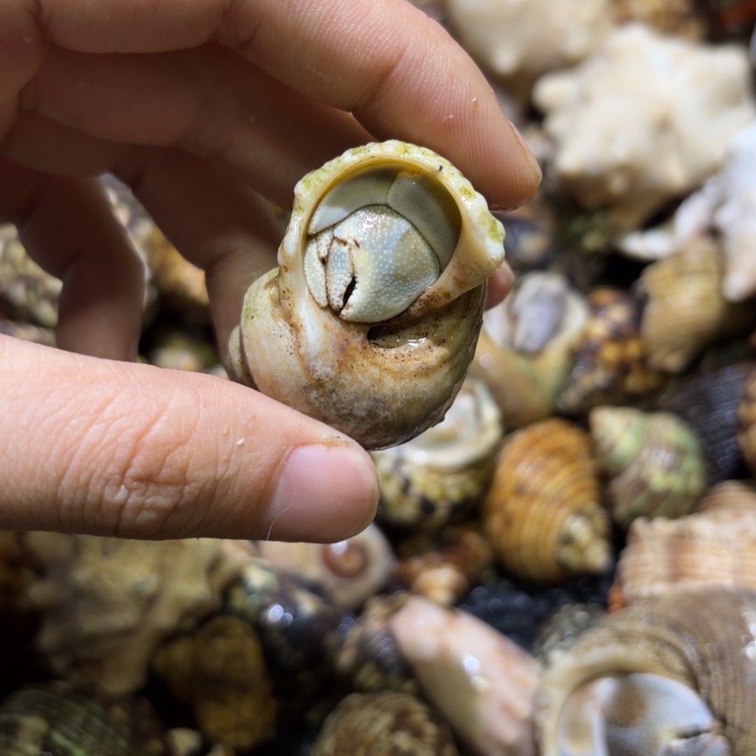 活体宠物 不退不换22