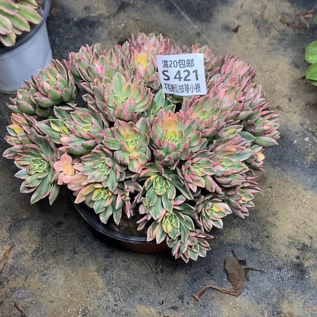421甜茶多肉法师锦多肉