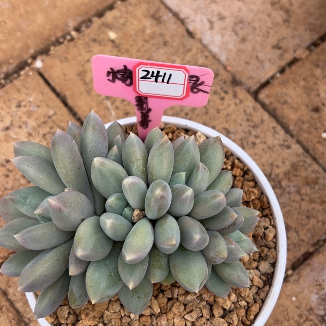 2411。              