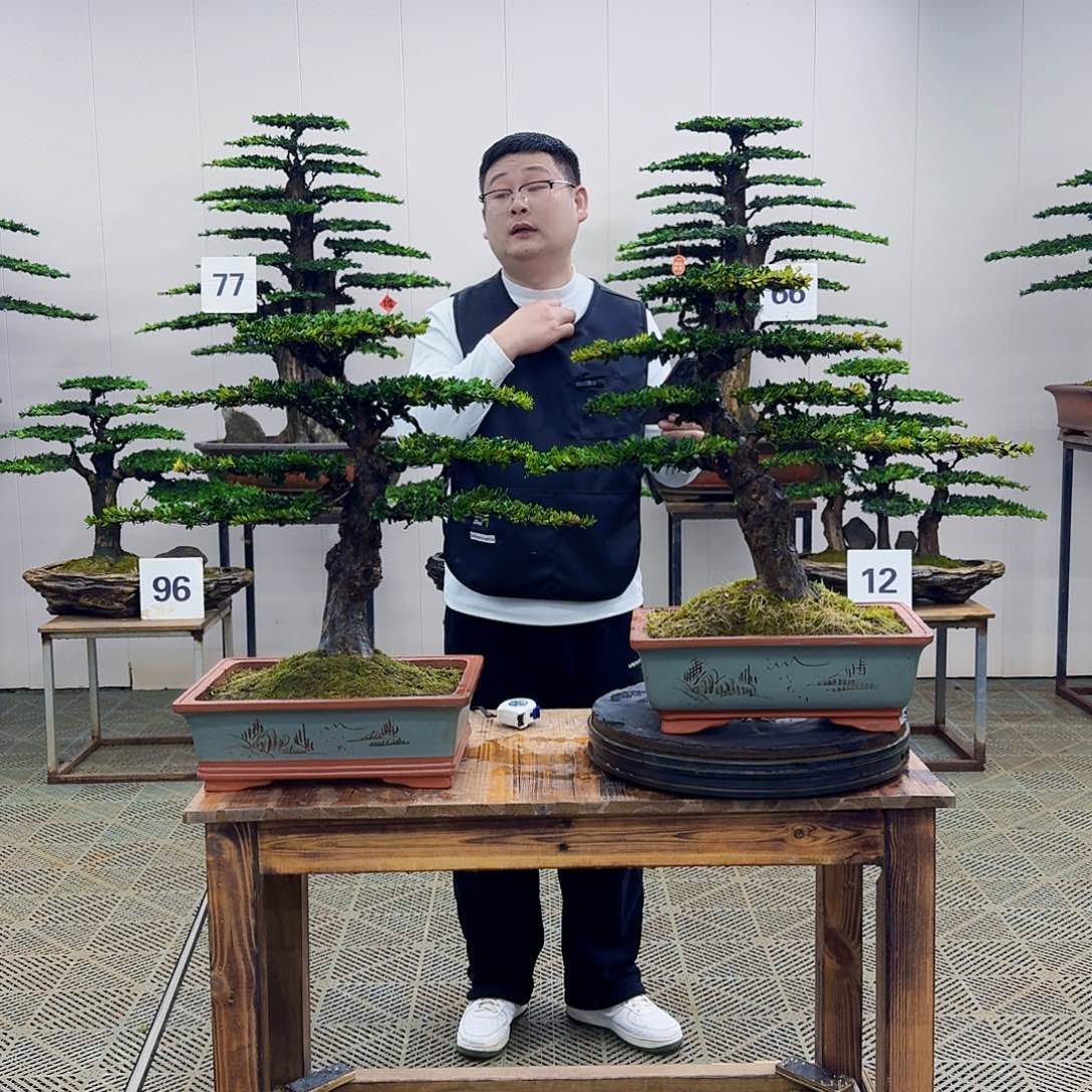 盆景珍珠红芽罗汉松