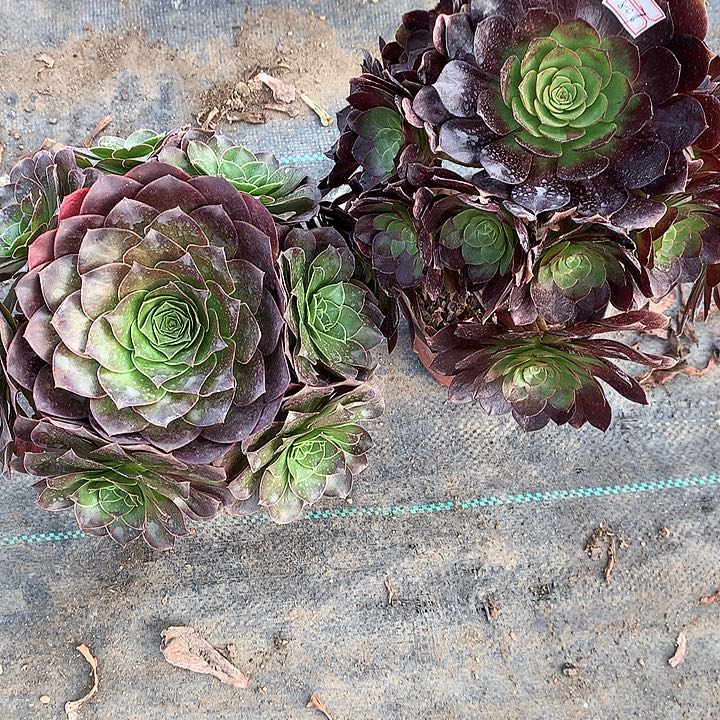 807两颗魅金赤焰莲多肉