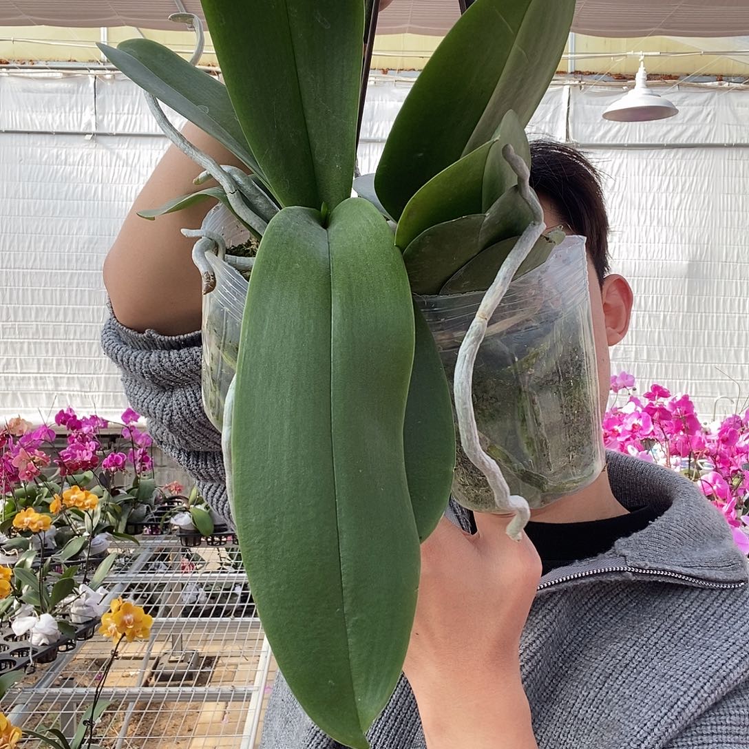 完全开放两颗随机大花当苗卖，不售后