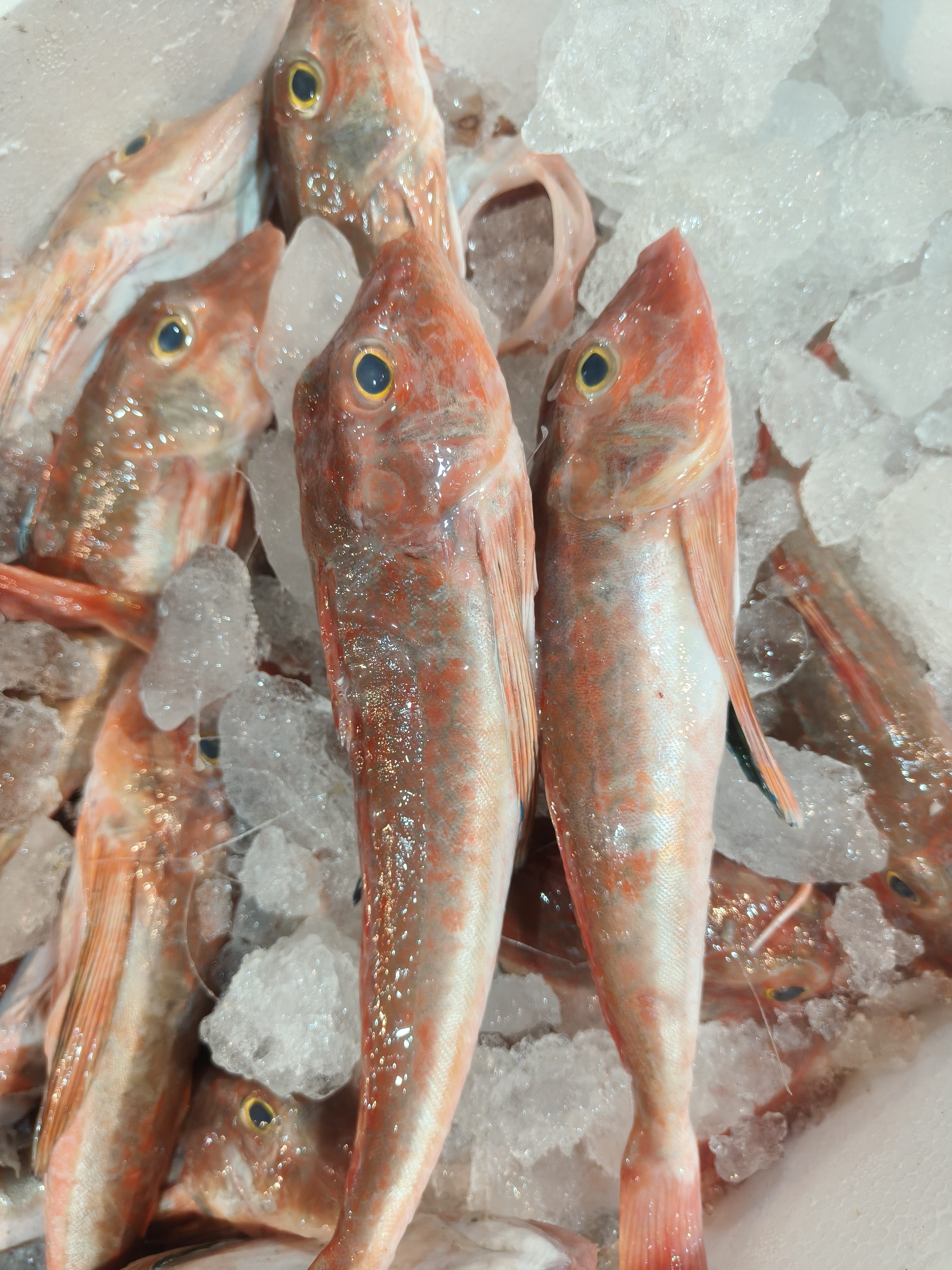 汕尾本港红角鱼 红头鱼 红娘子（真空后鱼头角刺易扎破袋子 ）