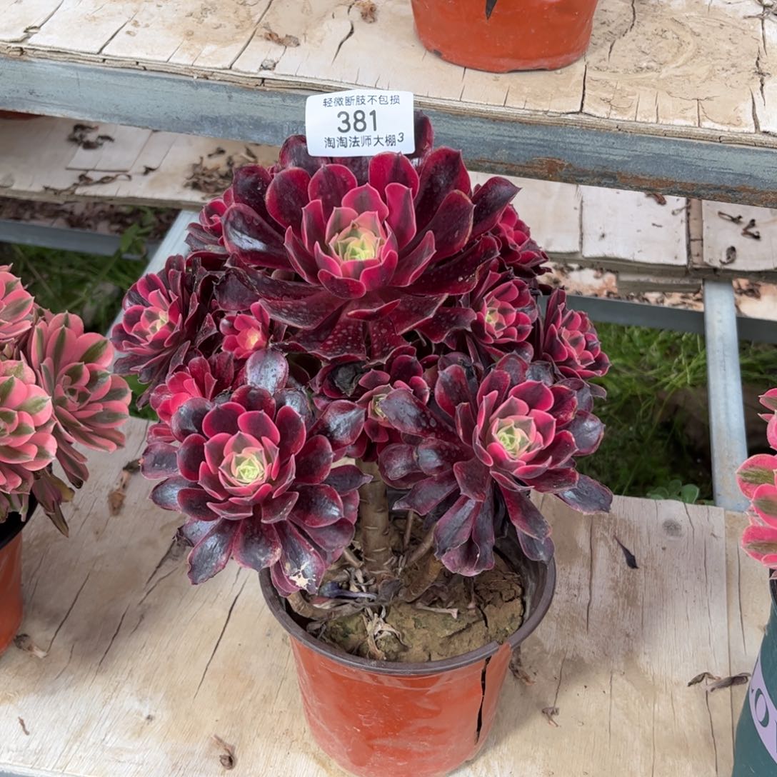 381美杜莎多肉植物