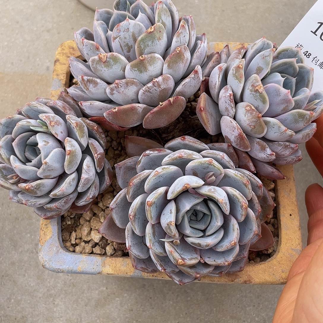 雪兔068 多肉多肉多肉