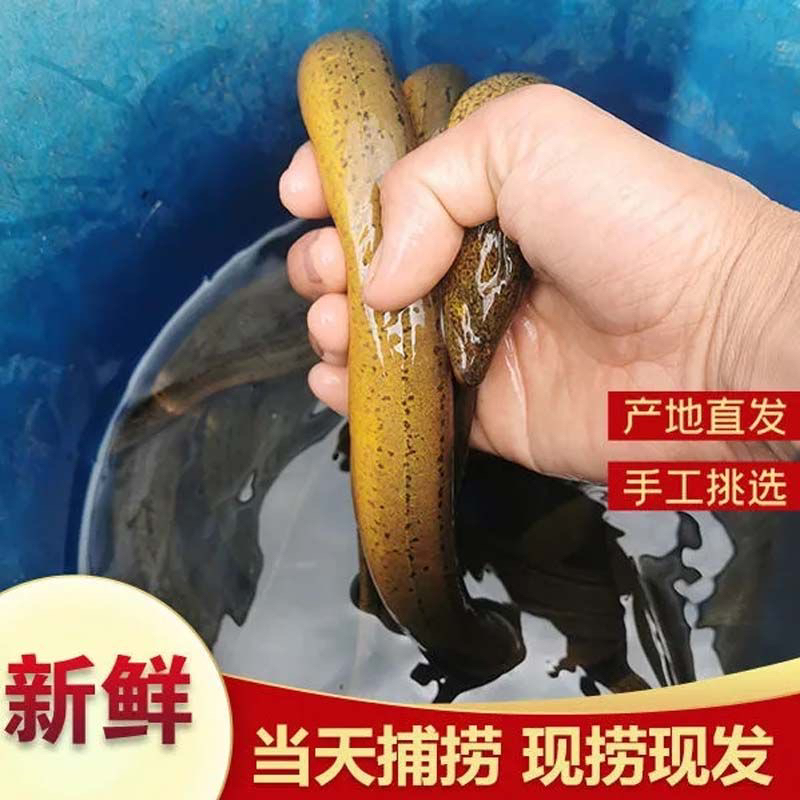 稻田土黄鳝新鲜黄鳝现捕现发包邮包活到家RJ