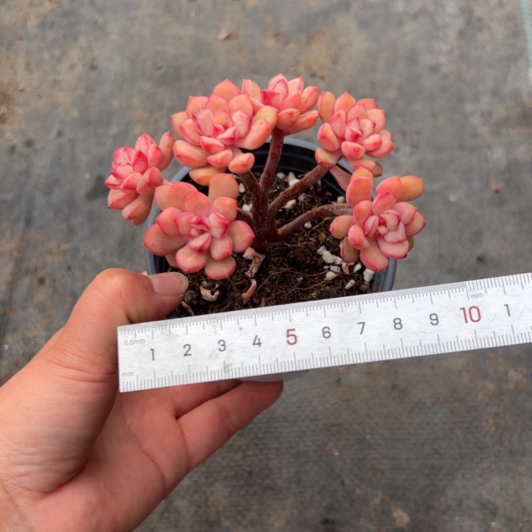B***y519 多肉植物组合盆栽