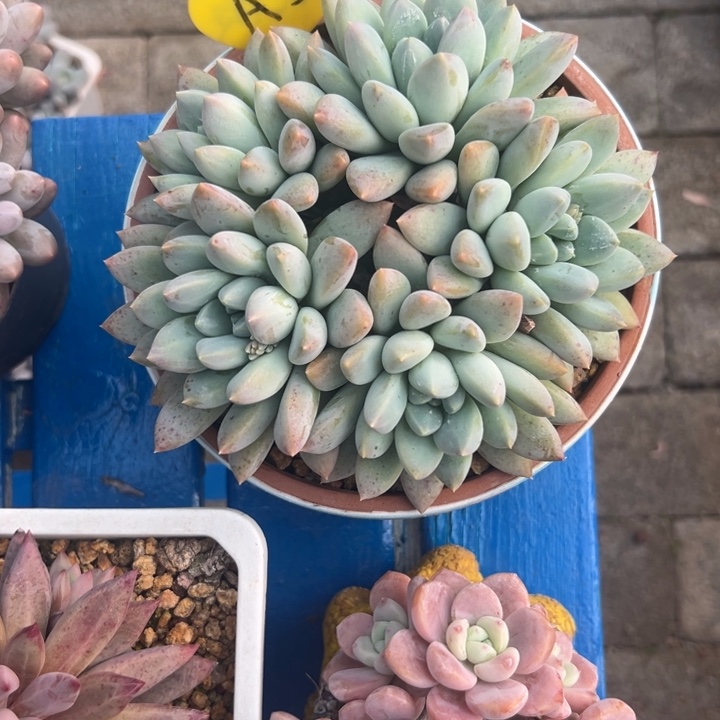 /****多肉植物一物一拍