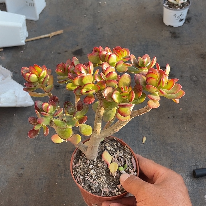 小课摇钱树带盆发货