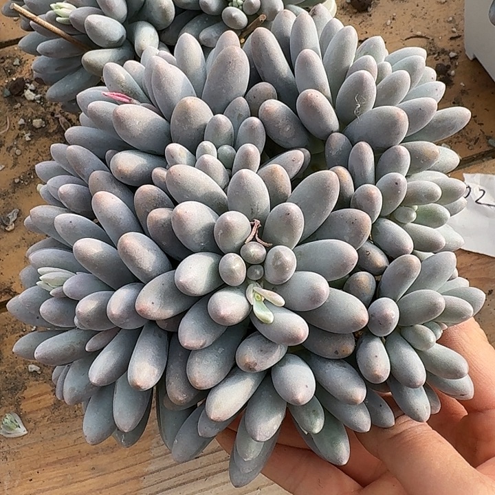 汤圆多肉植物的生长