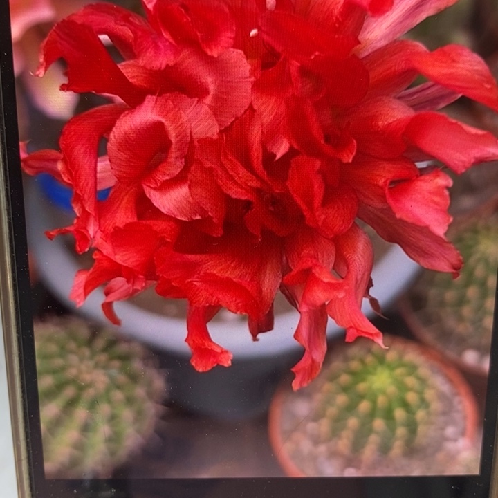 彩草红卷卷侧芽3.5公分左右