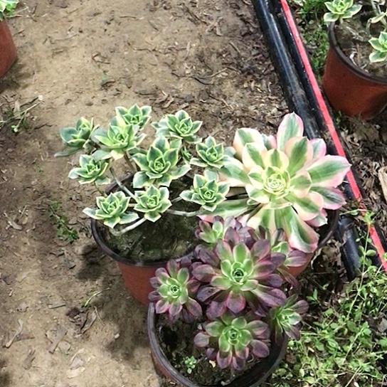 三盆法师多肉植物16