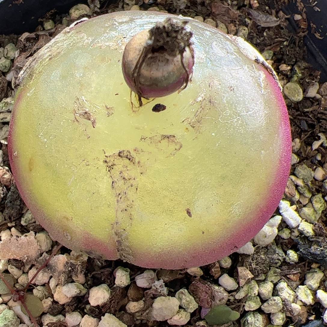 【闪购商品】90 大灯泡4cm