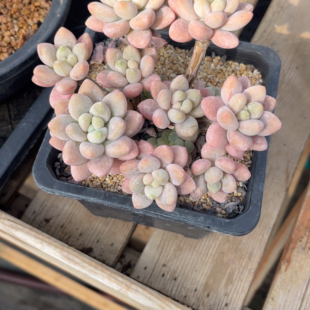 清***河多肉植物多肉植物