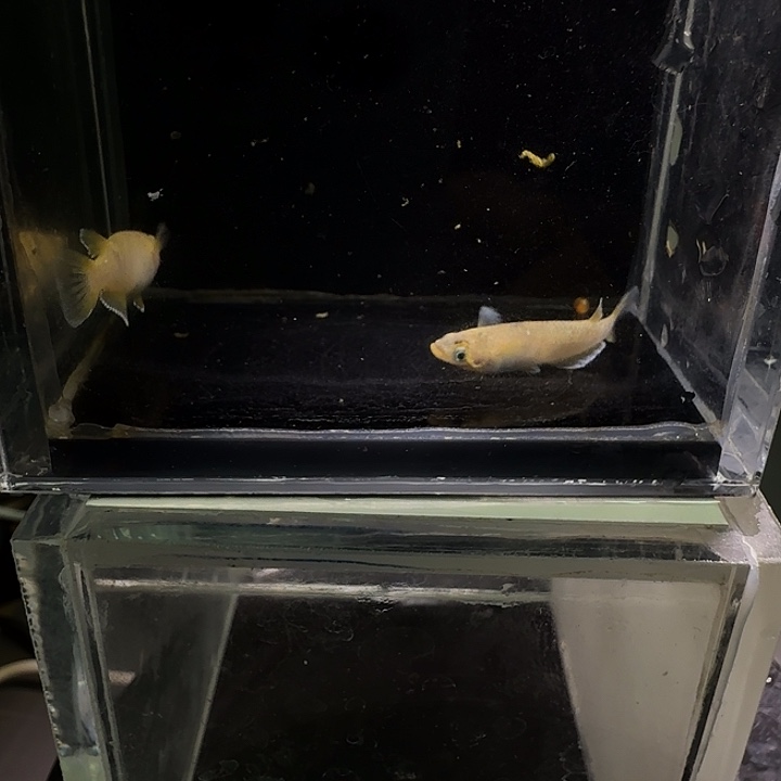 青鳉鱼一物一拍254