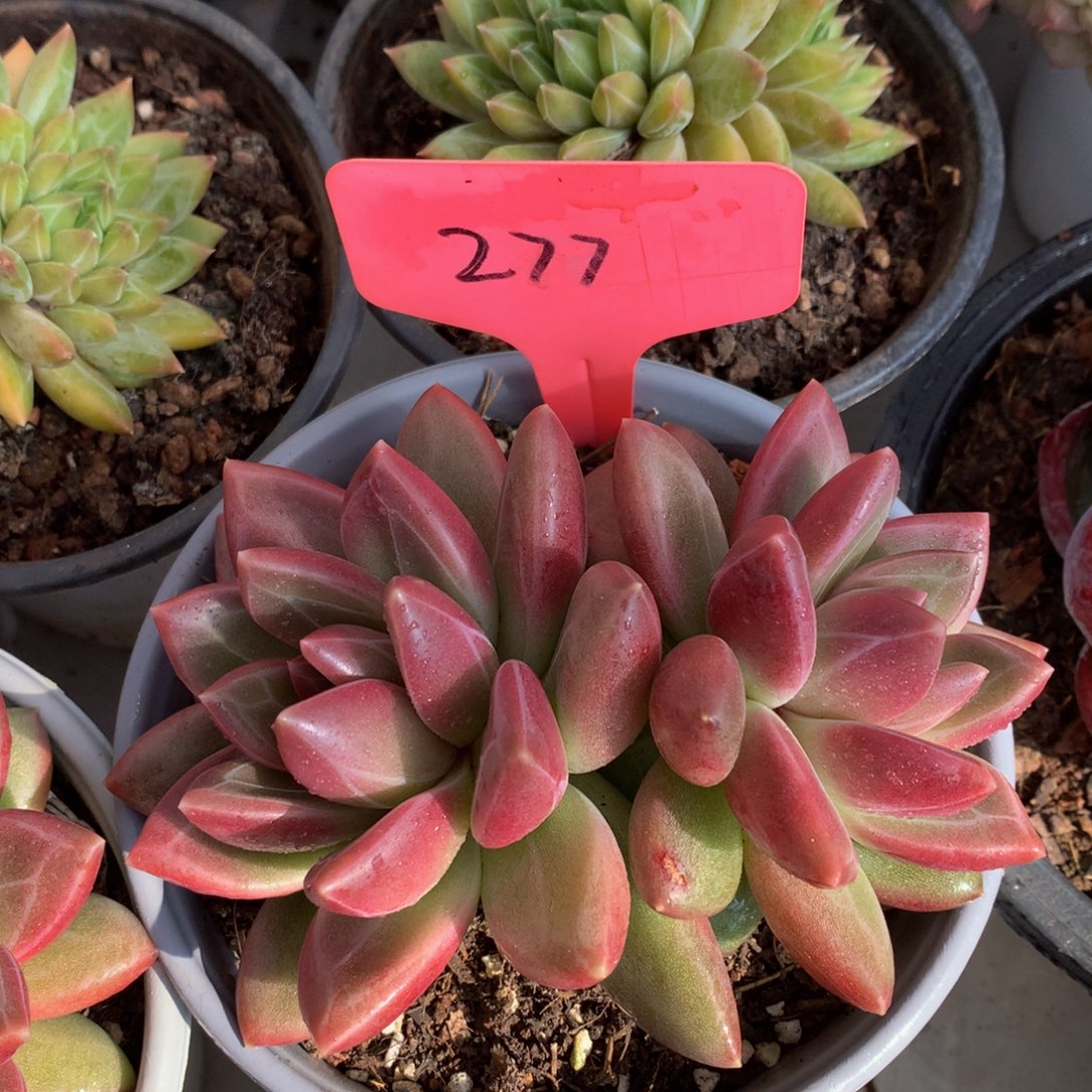 迷雾泡泡多日子黑五72727272