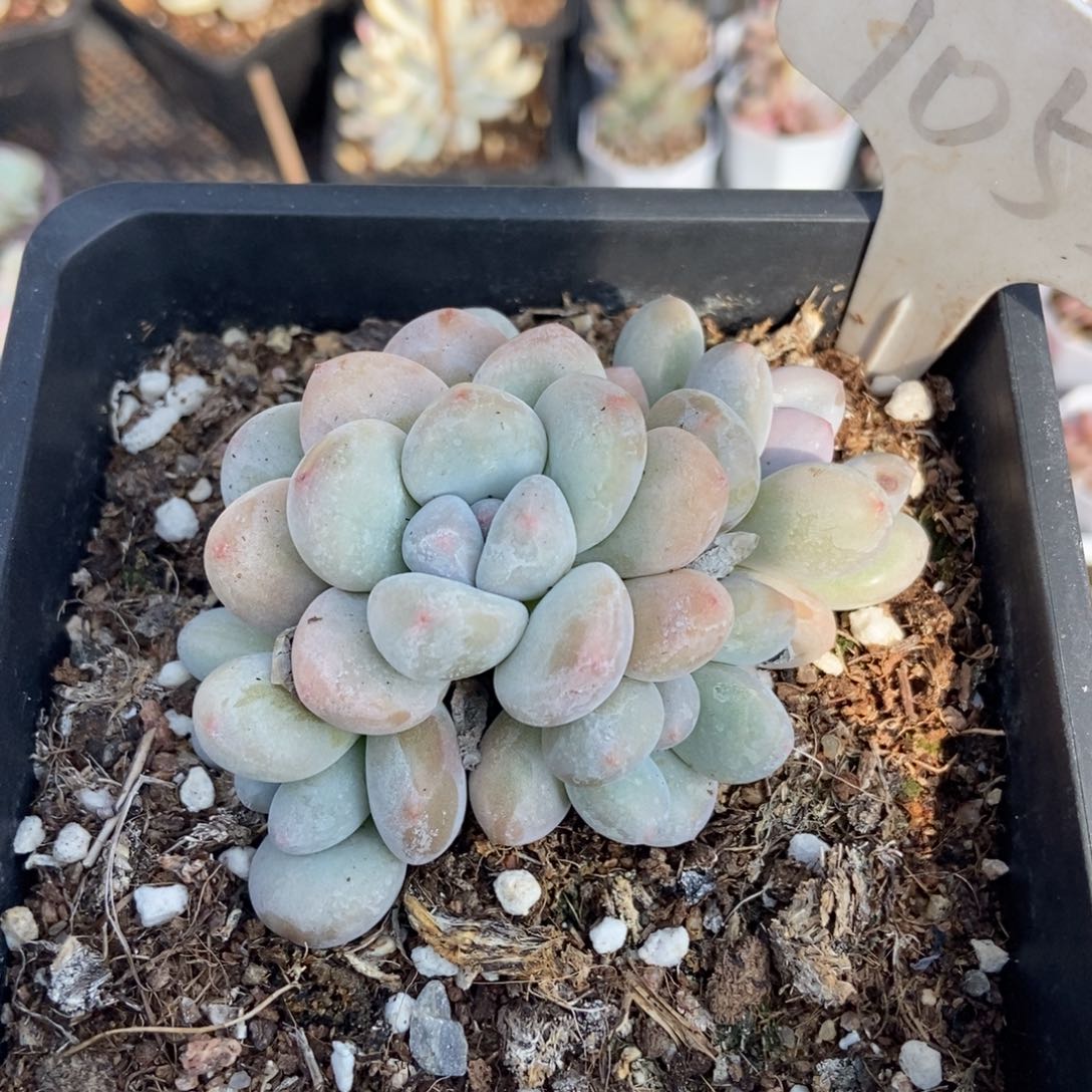 1053香水多肉植物保护