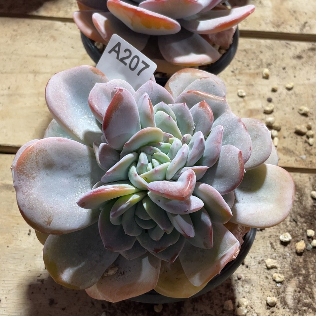 ღ****207多肉植物多肉植物