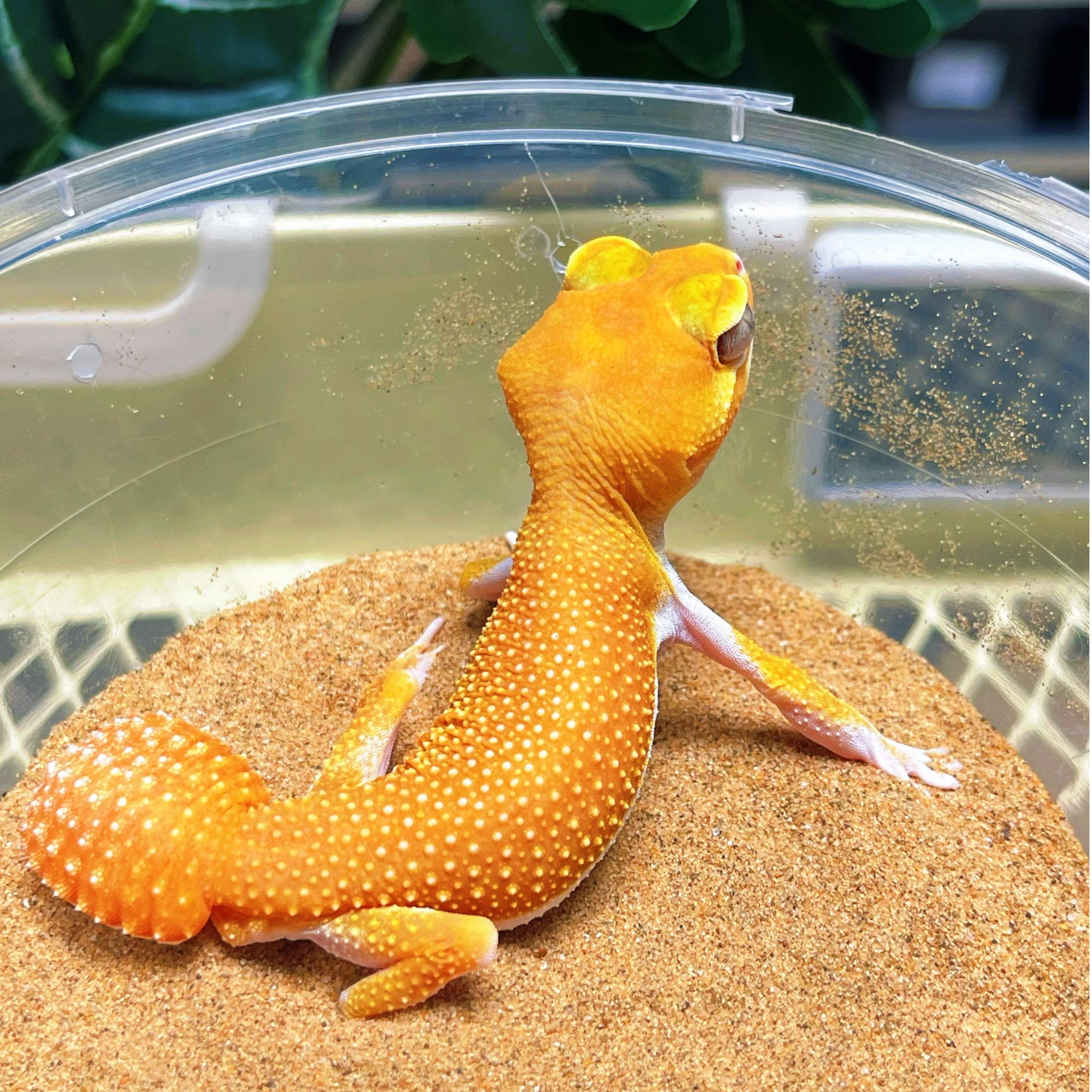 【栖野爬宠】瘤尾守宫新手入门萌宠活体爬宠NO退包售后