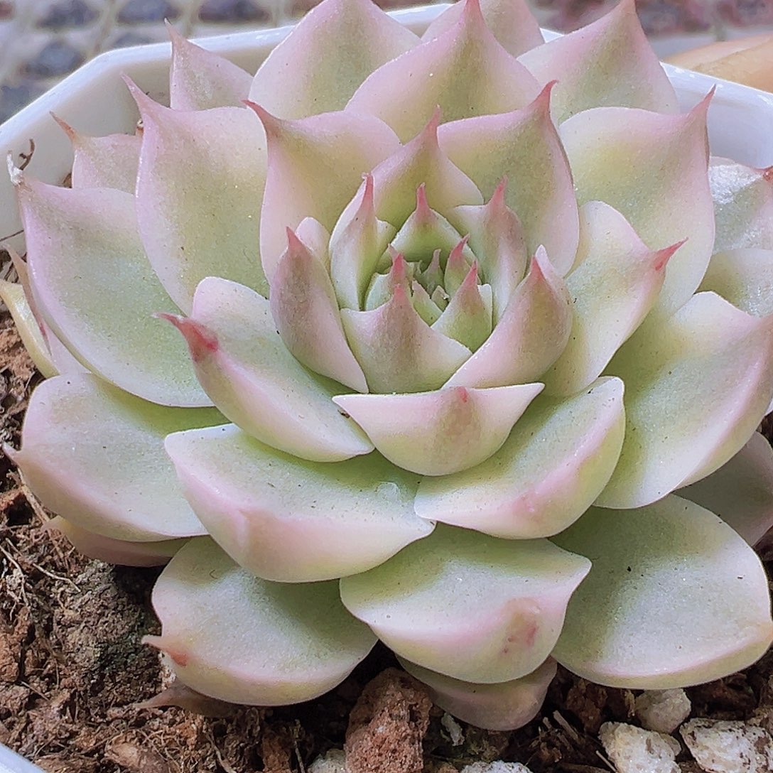 玛格丽特锦19包邮多肉植物