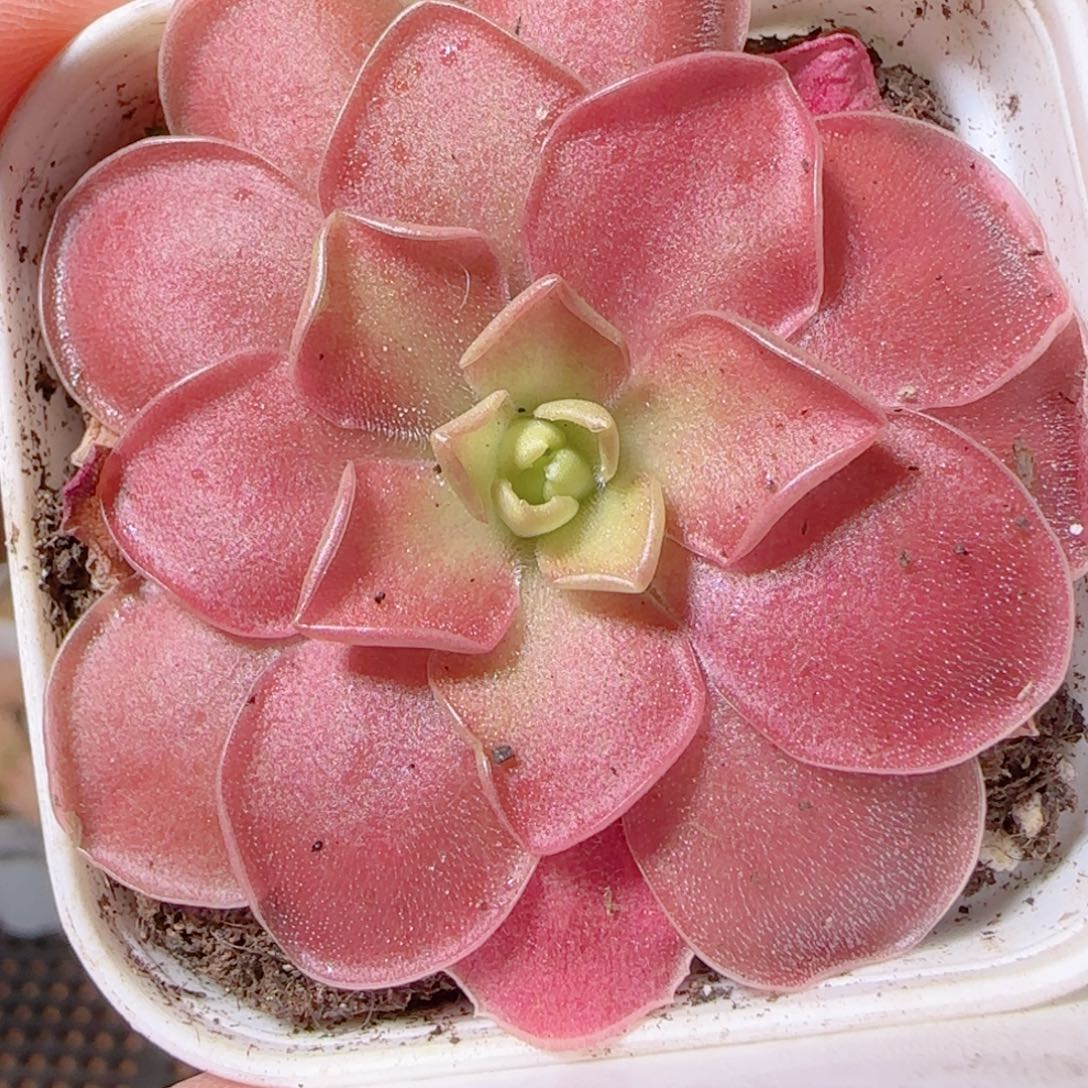 花语多肉1208-182捕虫堇