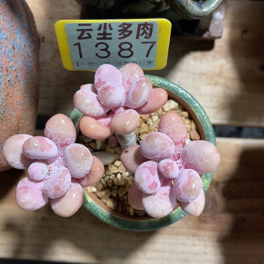 仙***阁云尘多肉一物一拍 不含盆 1387,