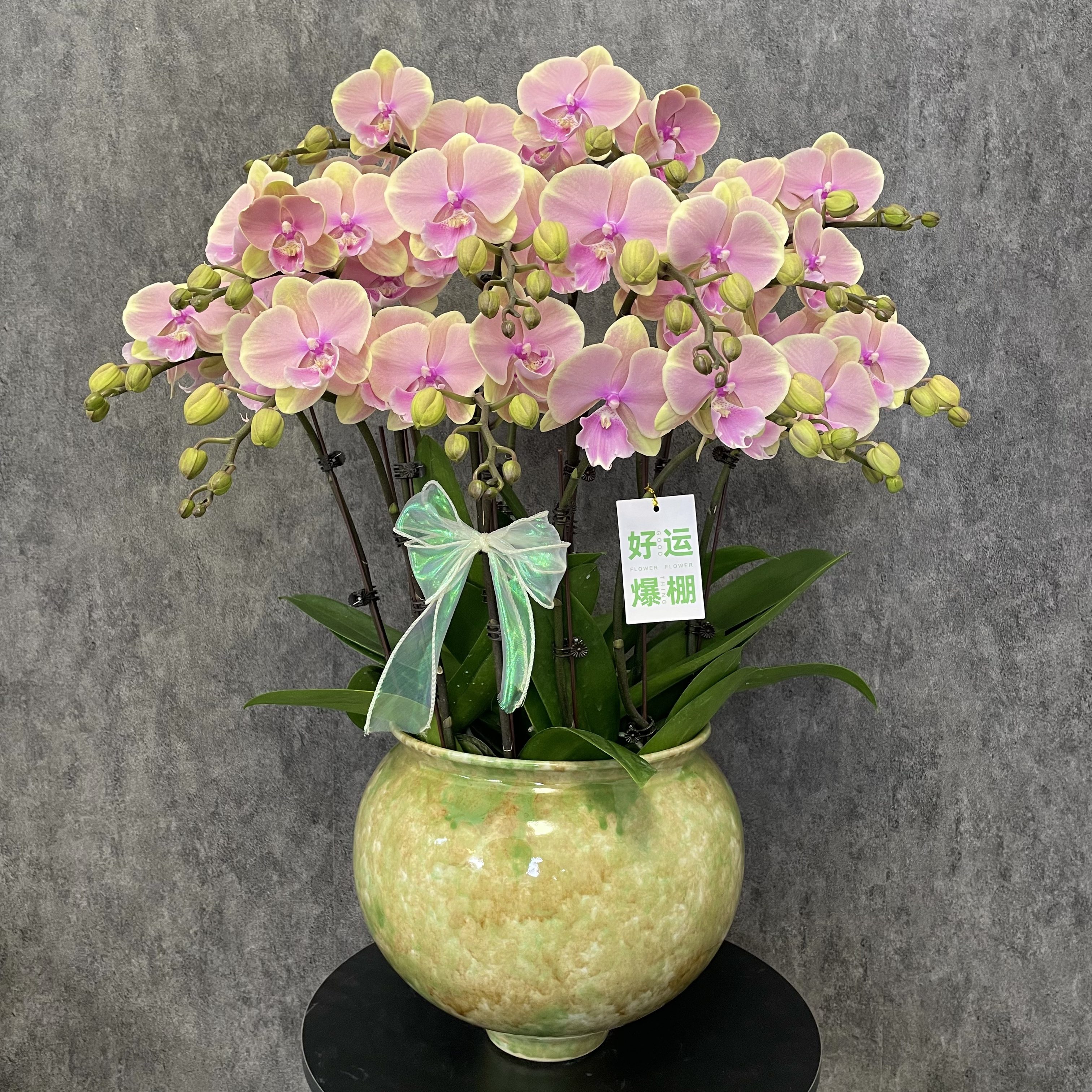 【芳美传奇-蝴蝶兰】法式风 奶油风 北欧 鲜花 送礼装饰 室内观赏花