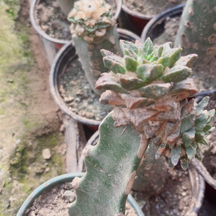 龙角牡丹三角嫁接双头