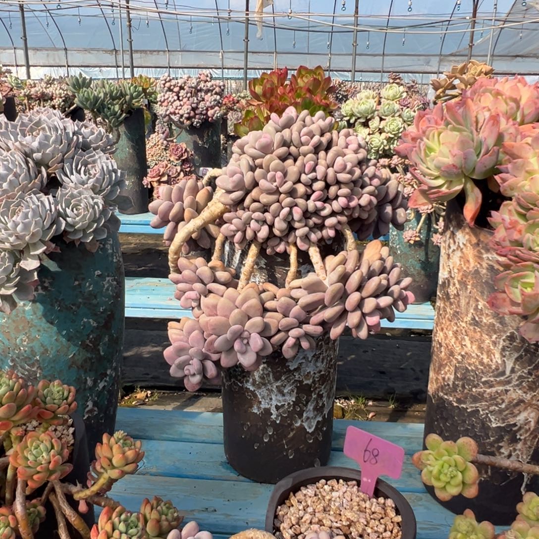 精品桃蛋瀑布妖桩 裸肉