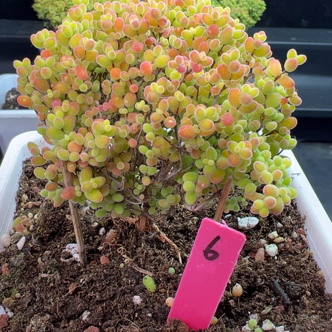 蜜橘糖球6号12cm盆