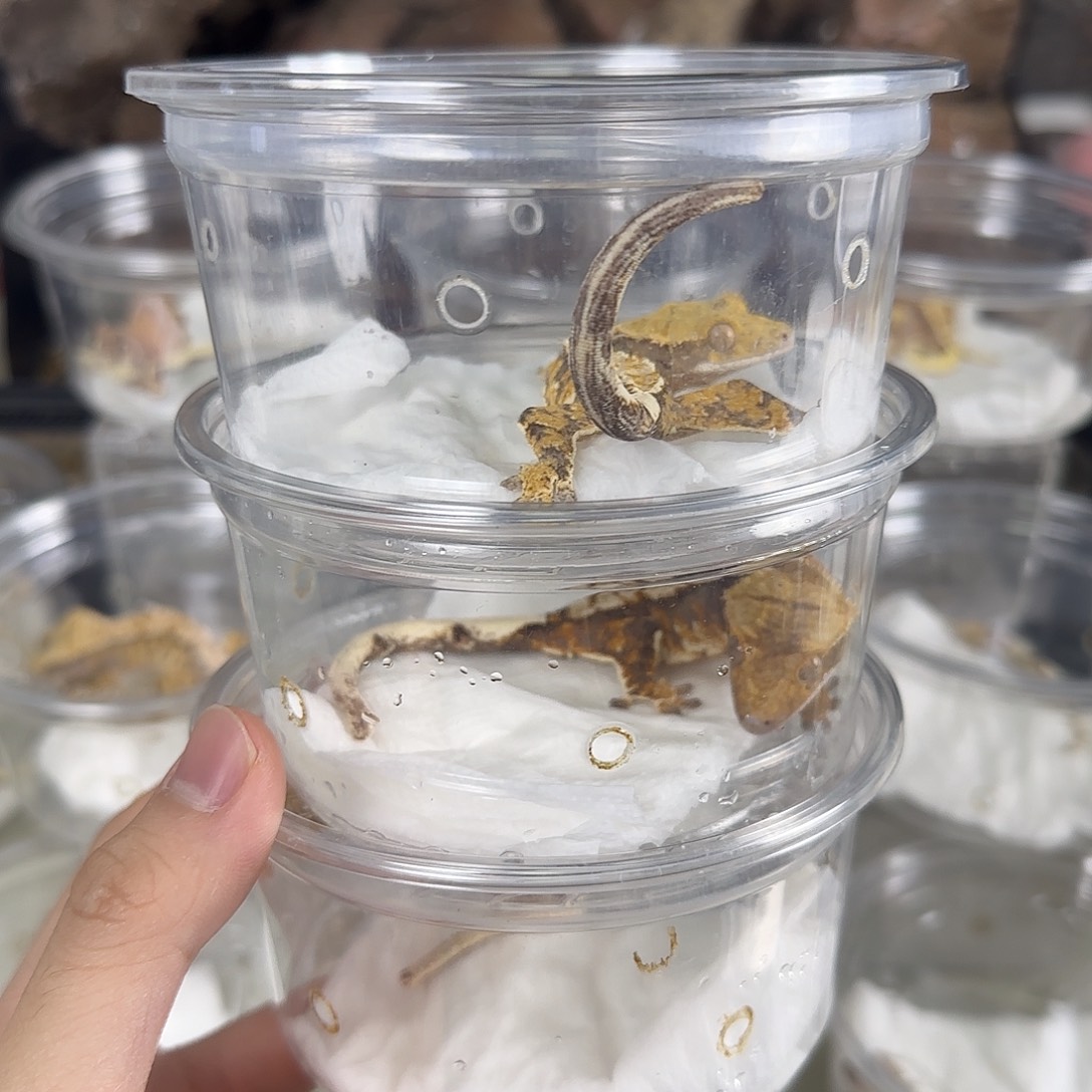 睫角守宫橙纹三选一