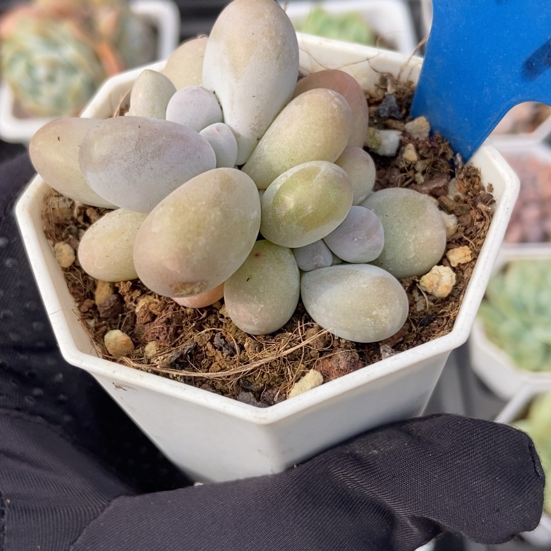 9017彩虹奶多肉植物保护