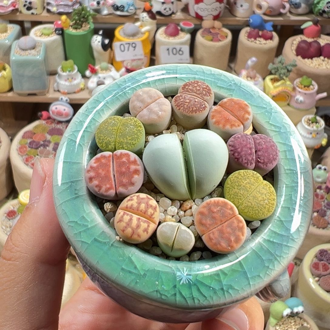 多肉植物120号彩色