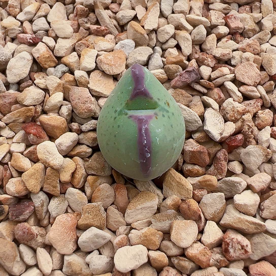 无花朵少将杂交…..