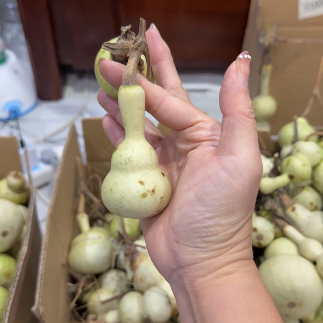 青皮不包成，，，，，，，，，，，，