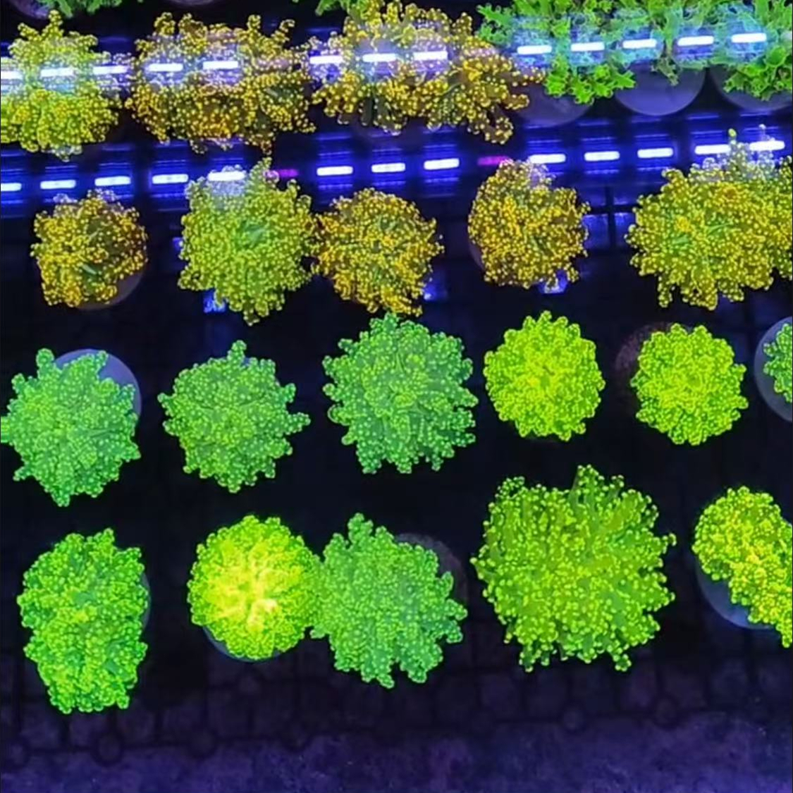 【代养7天链接】海缸水草富士火柴蛙卵提子花瓶脑类单包榔头正彩