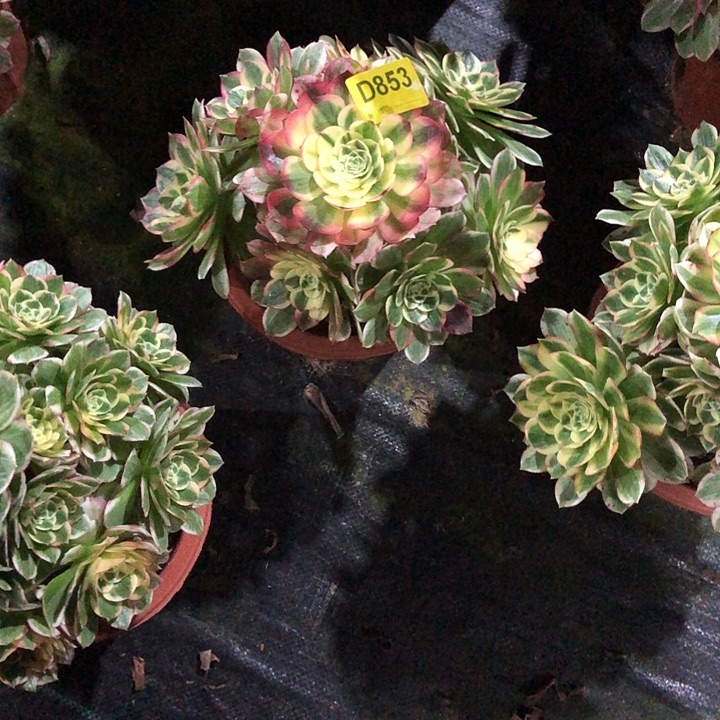 海鲜多肉85300000000000