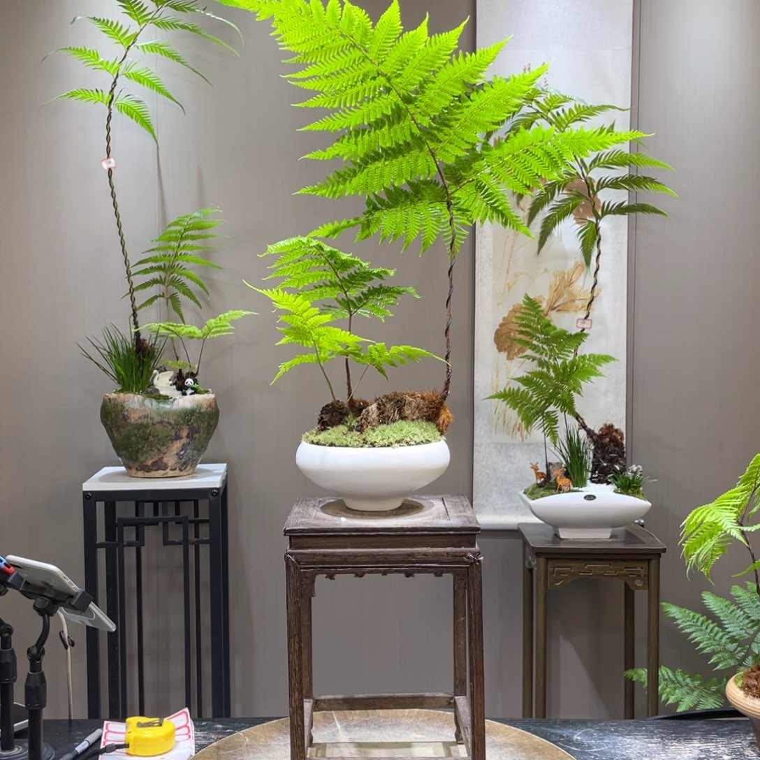 用****5蕨类植物11111111