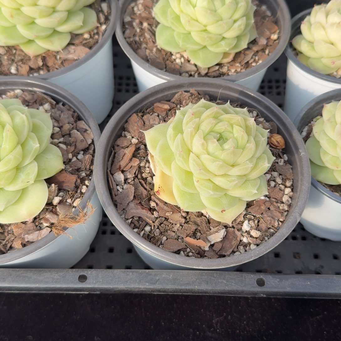 1230-03-梨花白单头量拍