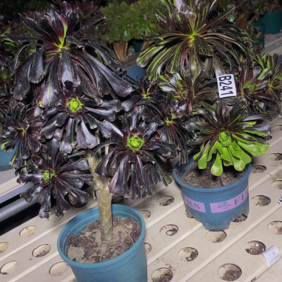 两盆法师7/////34包邮