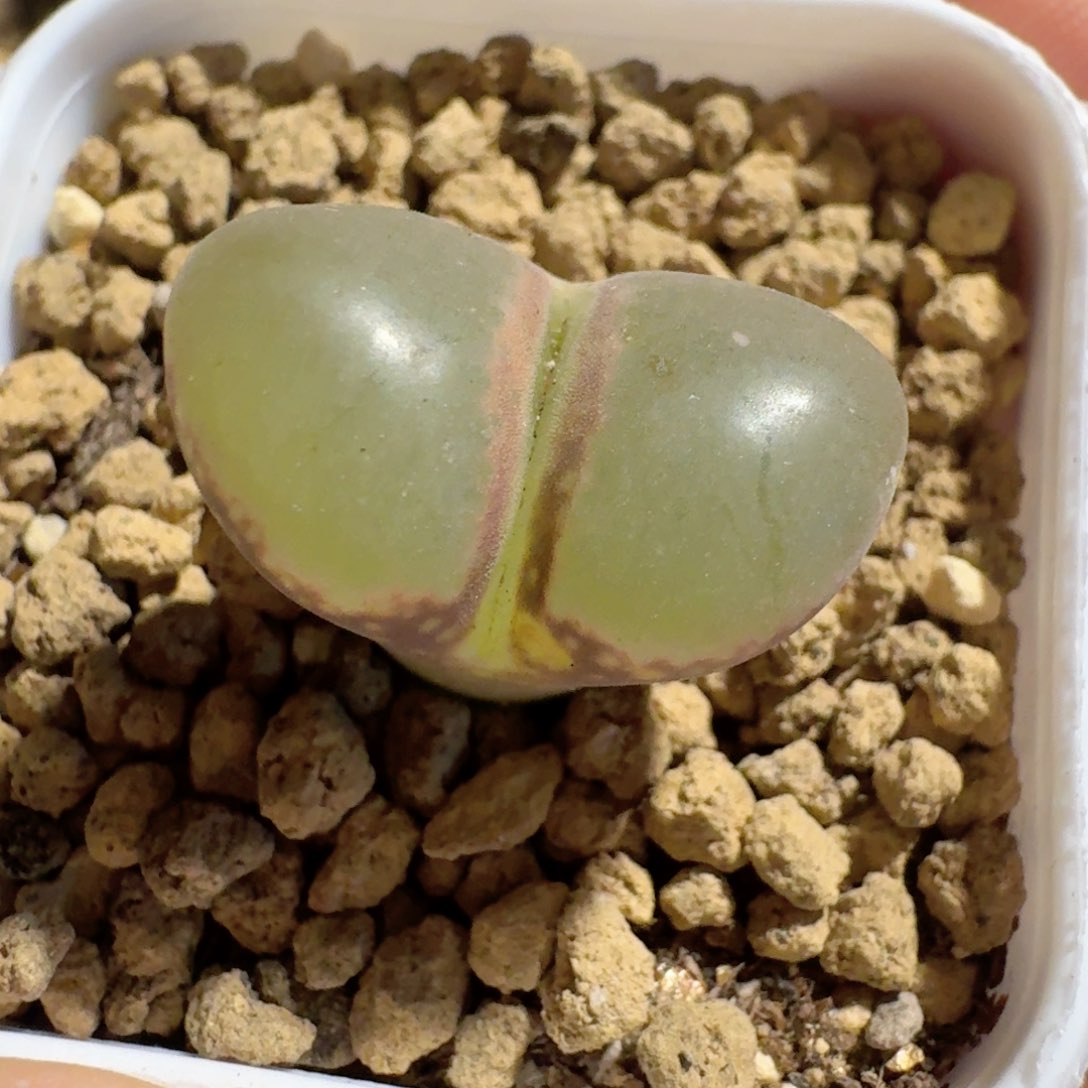 脱土发货...........