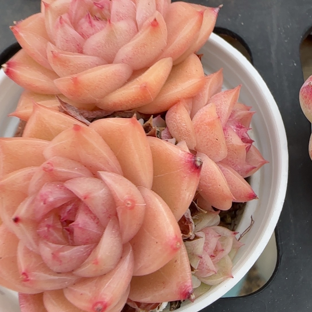 花语逸镜0204-622