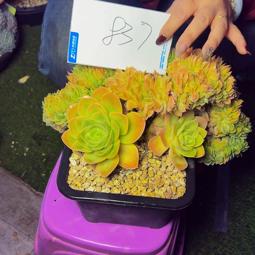 张***凡837号一物一拍脱土包邮