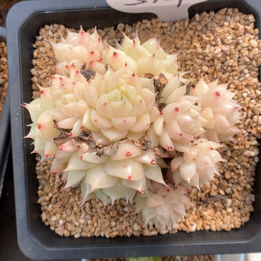 油透麦秆群生514号。 