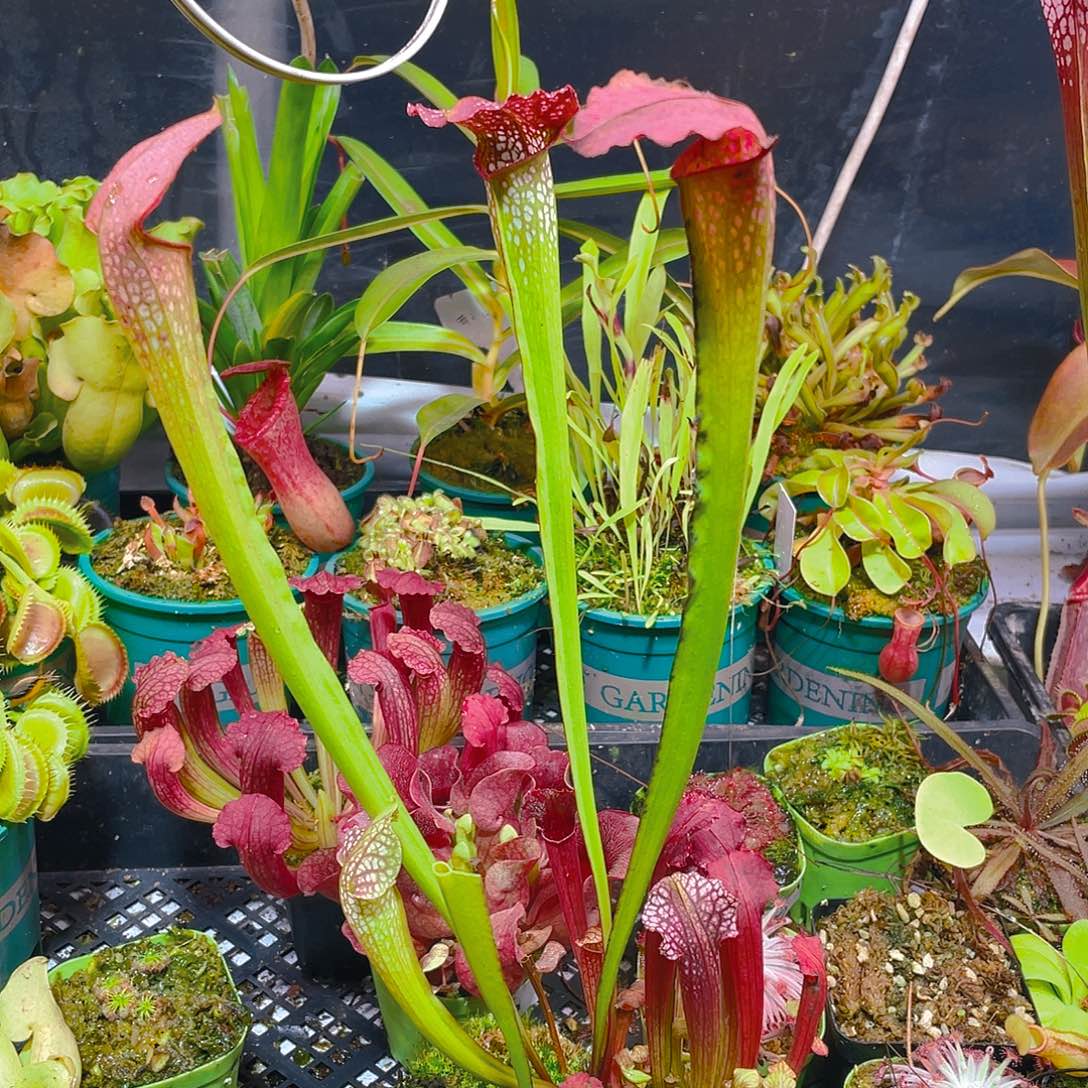 完全开放小瓶杂交