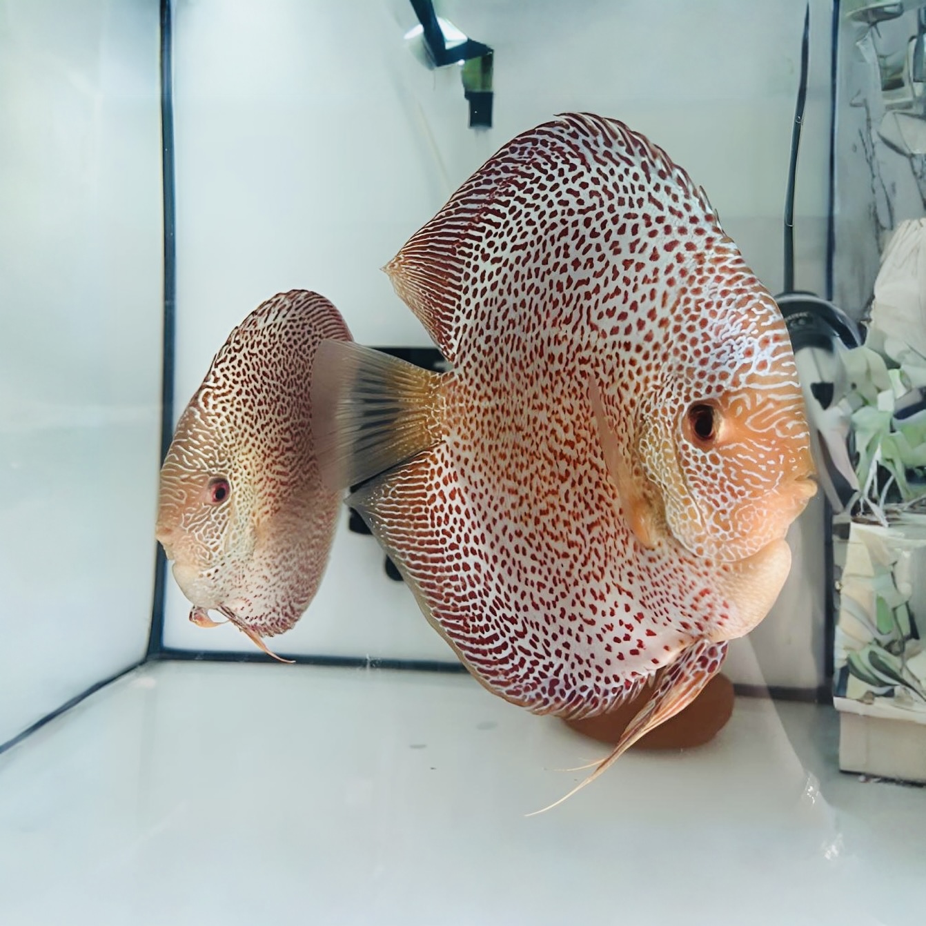 七彩神仙鱼 细花豹 虎纹松 德松苗淡水热带观赏鱼